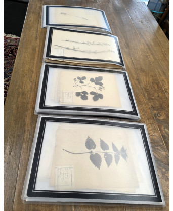 A lot of Botanical 'Herbier' Pages