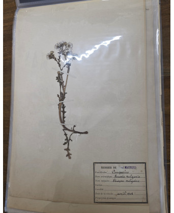 A lot of Botanical 'Herbier' Pages A lot of Botanical 'Herbier' Pages